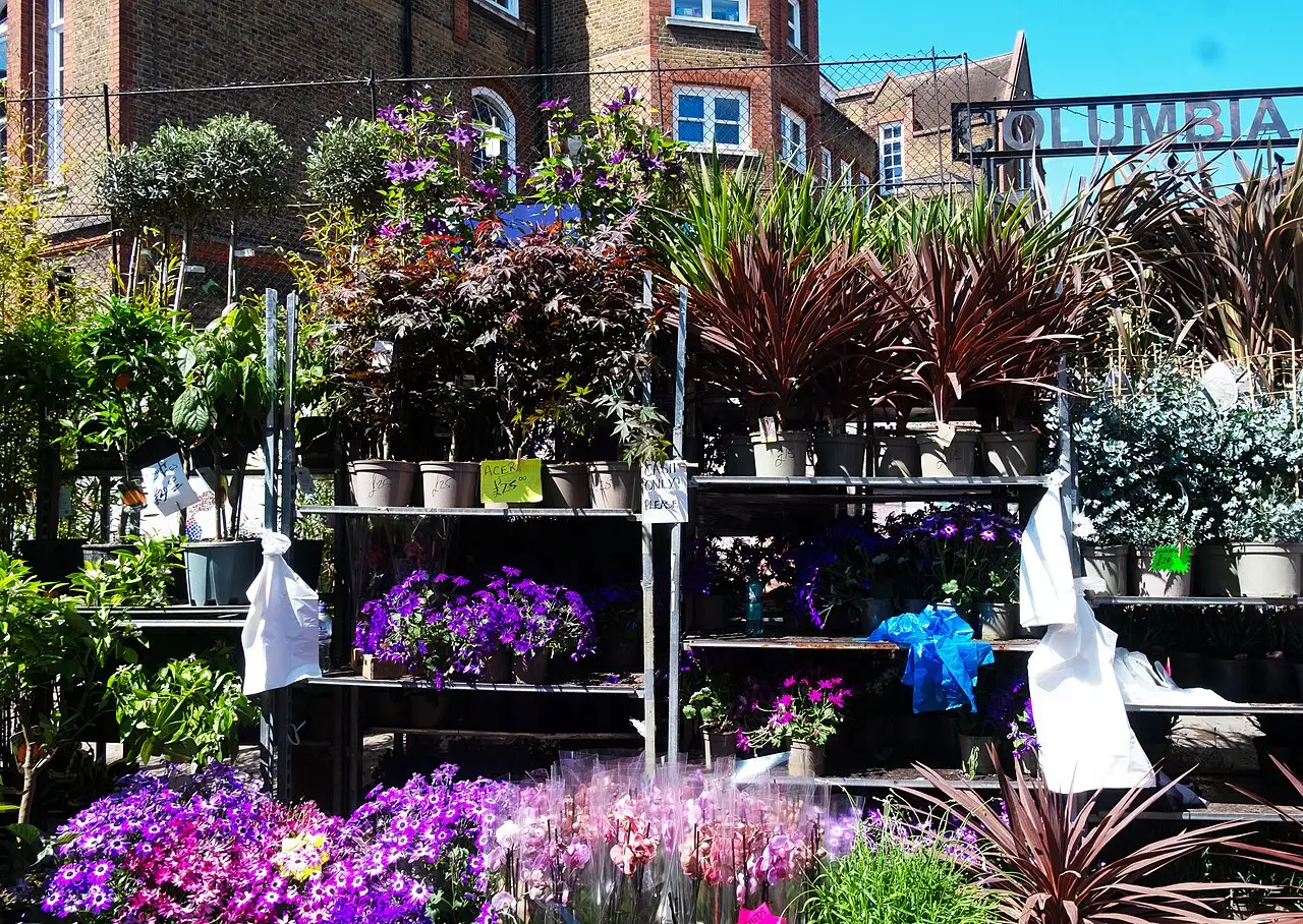 Gli scaffali di un banco di Columbia Road carichi di vasi di piante e fiori viola e rosa, con l'insegna Columbia sullo sfondo